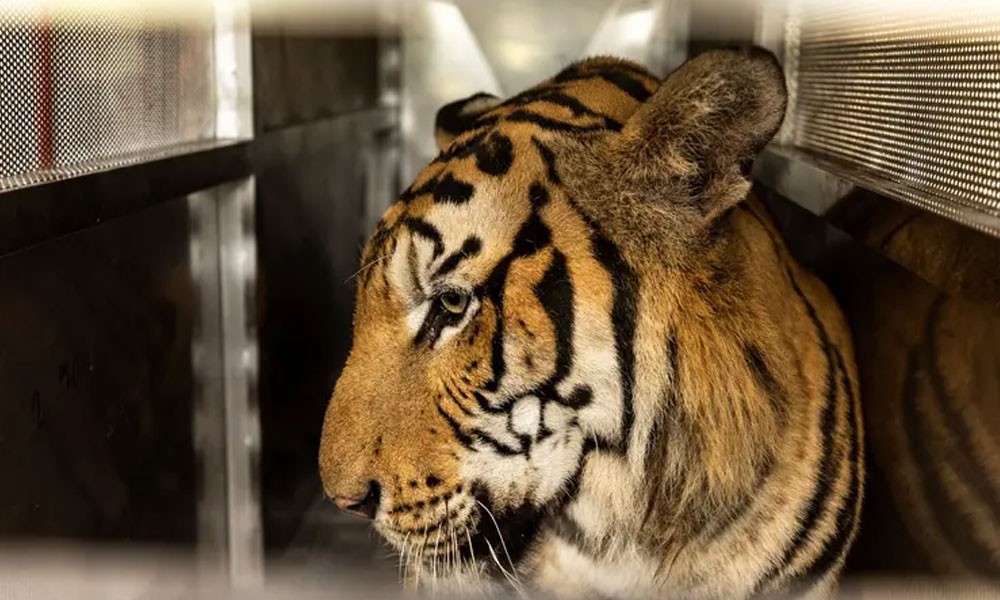 থাইল্যান্ডে রহস্যময় রোগে ৭২ বাঘের মৃত্যু