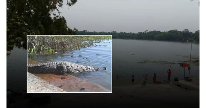 খানজাহান আলী মাজারের দীঘি থেকে সেই কুমিরকে নিয়ে যাওয়ার প্রস্তুতি