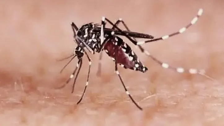 ঢাকার বাইরে ডেঙ্গু সংক্রমণ বেশি যে পাঁচ জেলায়