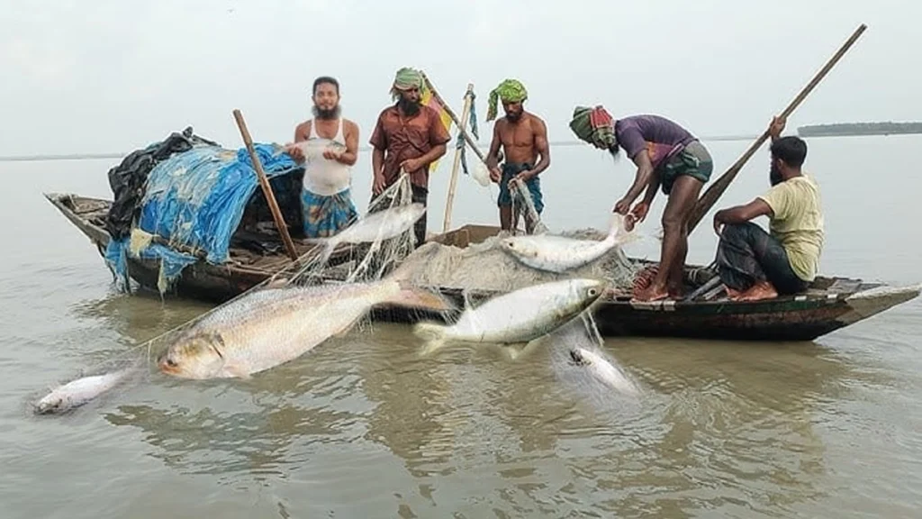 নিষেধাজ্ঞা উপেক্ষা করে মা ইলিশ শিকার, দুই নারীসহ আটক ১১