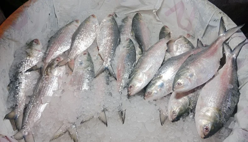 সরকারি উদ্যোগে বাড়বে ইলিশের উৎপাদন